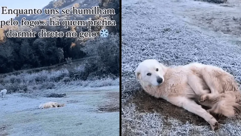 Cachorro é flagrado descansando em meio a geada de -2º em SC