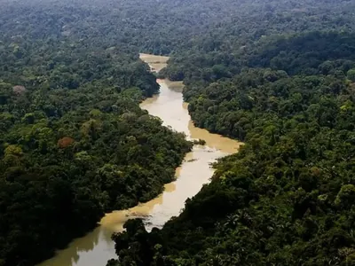 Dia da Amazônia: Projeto gera renda por meio do modelo de Sistemas Agroflorestais