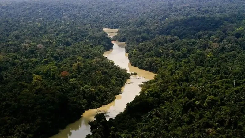 Dia da Amazônia: Projeto gera renda por meio do modelo de Sistemas Agroflorestais