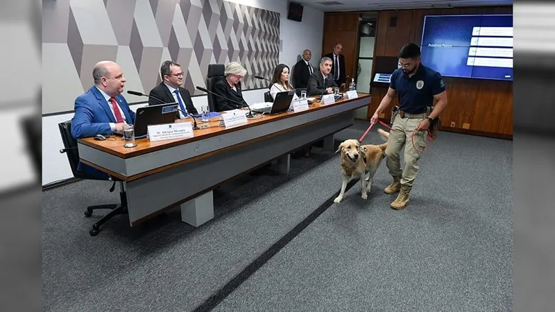 Audiência no Senado debate segurança no transporte de animais em viagens aéreas