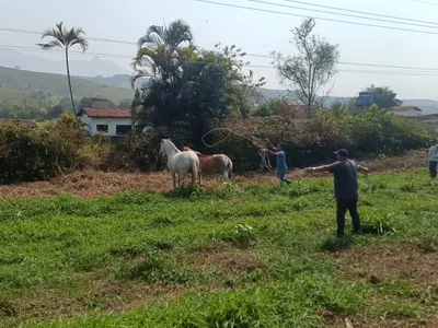 Homem é autuado por abandono e maus-tratos a animais de grande porte em Piquete