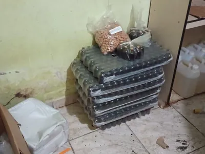 GM de Campinas localiza ‘casa bomba’ e apreende 10 kg de maconha e 50 litros de lança-perfume