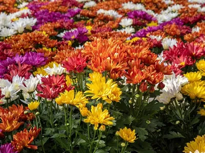 Com foco nas vendas de flores e plantas para o Natal, produtores já negociam com atacadistas