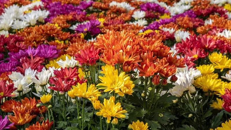 Com foco nas vendas de flores e plantas para o Natal, produtores já negociam com atacadistas