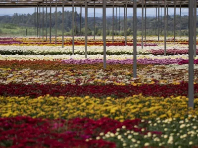 Gosta de plantas e flores? Veja os destaques do setor de flores para a Primavera