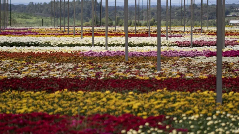 Gosta de plantas e flores? Veja os destaques do setor de flores para a Primavera