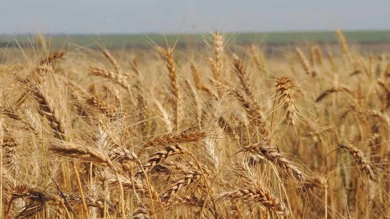 Mudanças climáticas favorecem doença que pode reduzir em 13% a produção mundial de trigo