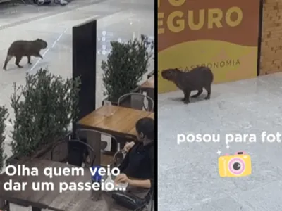 Capivara dá rolê em aeroporto de Florianópolis e faz sessão de fotos