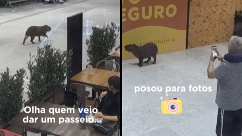 Capivara dá rolê em aeroporto de Florianópolis e faz sessão de fotos