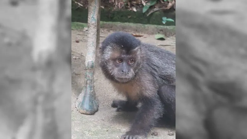 Casal é preso por dopar macacos no Jardim Botânico