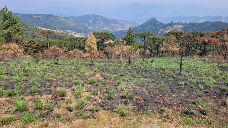 Suíça brasileira? Paisagem de Campos do Jordão (SP) muda após dia de incêndios