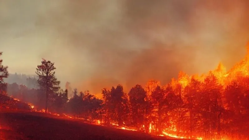 Paraná bate recorde de incêndios rurais