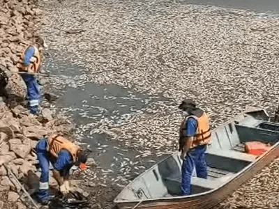 Represa Billings, em São Paulo, passa por vistoria após morte de centenas de peixes