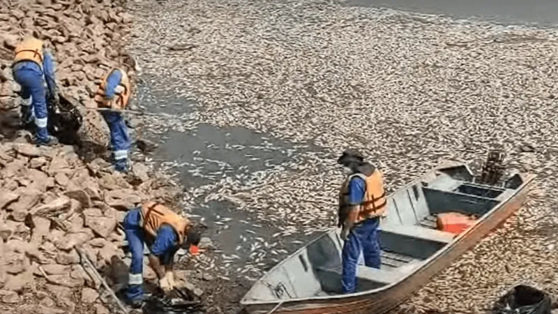 Governo de SP retira 500 kg de peixes mortos na represa Billings