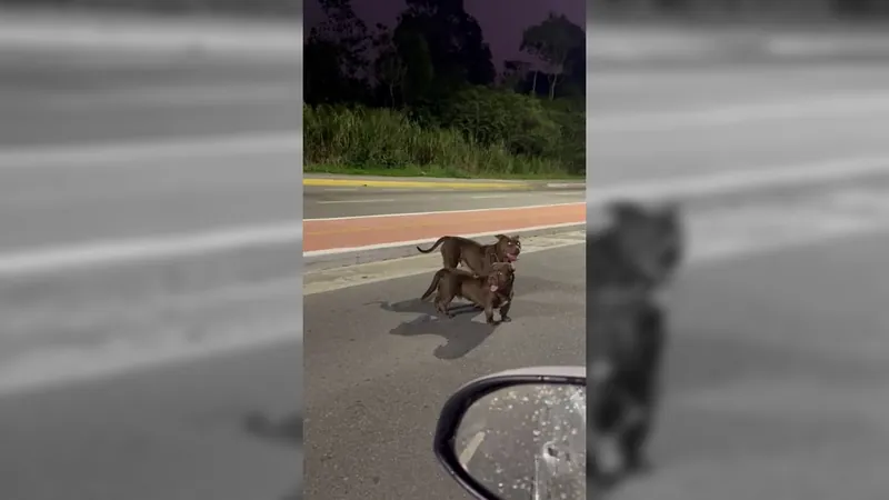 Pitbulls que estavam soltos na Estrada dos Cajueiros são atropelados