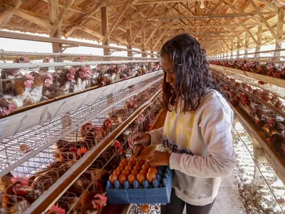 Produção de frangos, ovos e suínos no Paraná cresce acima da média nacional