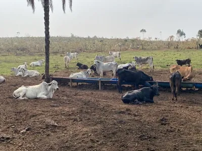 Mulher é presa por receptação de gado em sítio de Itapira