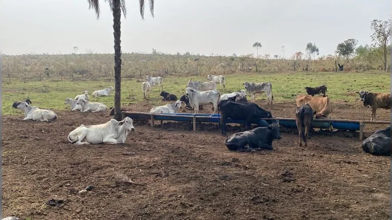 Mulher é presa por receptação de gado em sítio de Itapira