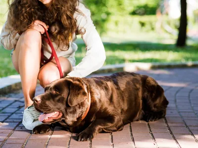 Guia prático para socorro de pets em áreas de incêndio e de alterações climáticas drásticas