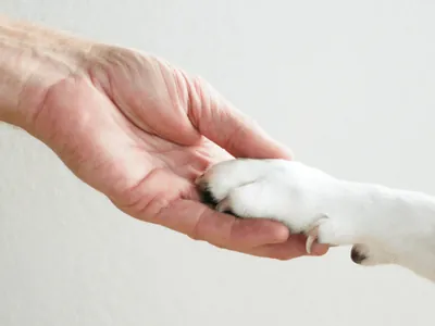 Cachorro ganha direito à pensão alimentícia depois de separação de casal