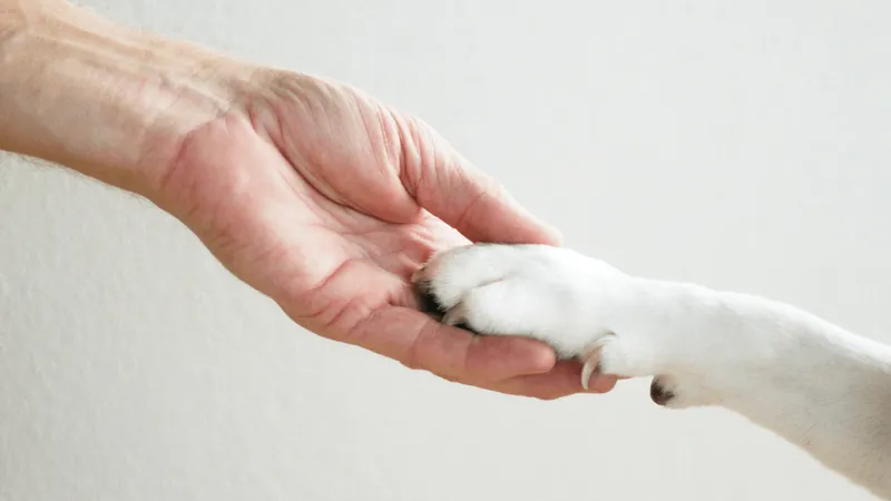 Cachorro ganha direito à pensão alimentícia depois de separação de casal