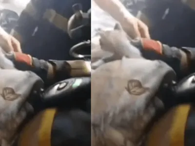 VÍDEO: Filhote de gato é resgatado de incêndio em casa em Pindamonhangaba