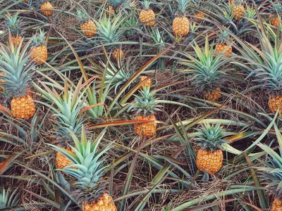 Como um Projeto de Lei pode fazer a produção de abacaxi no Brasil aumentar