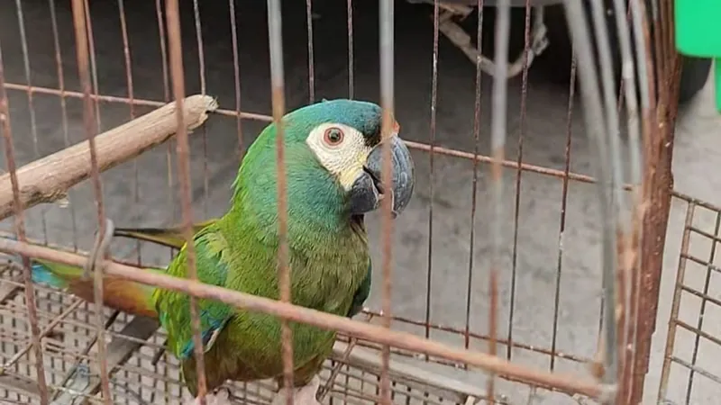 Ação da Polícia Ambiental salva 56 animais silvestres em São Gonçalo e Belford Roxo