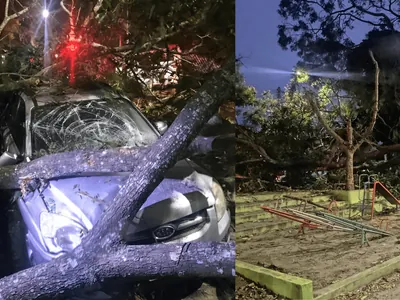 Árvore de grande porte cai em cima de três carros e interdita ruas em São José dos Campos