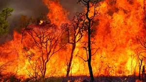 Servidora relata sofrimento de animais com incêndios em SP: "Chegam com queimaduras de 3º grau"