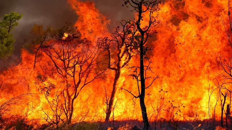 Força-tarefa combate dois focos de incêndio no Parque Nacional de Brasília