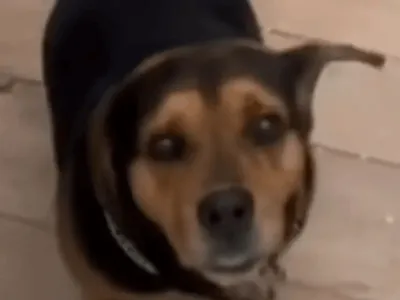 Cachorro 'Torrada' cria habilidade de fugir, mas bate no portão por não conseguir voltar