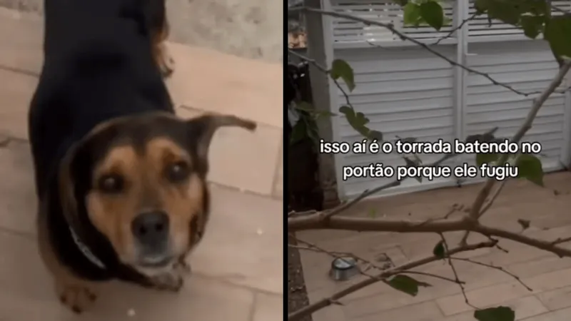 Cachorro 'Torrada' cria habilidade de fugir, mas bate no portão por não conseguir voltar