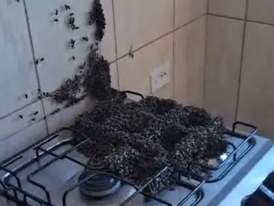 Enxame de abelhas invade casa e expulsa o dono no interior de São Paulo