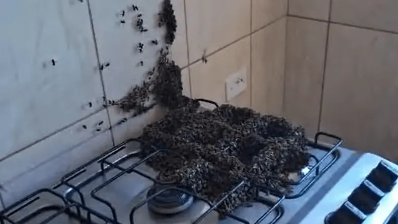 Enxame de abelhas invade casa e expulsa o dono no interior de São Paulo