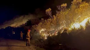 IBAMA acredita que Rio teve Dia do Fogo, ou seja, uma data para causar incêndios intencionais