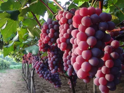 Produção de uva de mesa cresce no Brasil; assista à reportagem de Agro Band