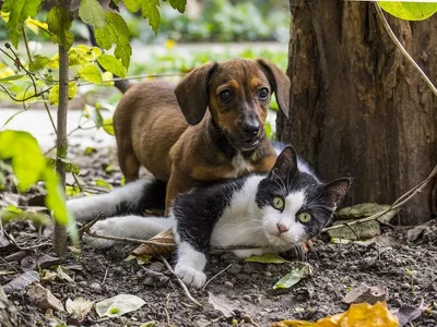 Cães e gatos também podem sofrer com depressão e ansiedade