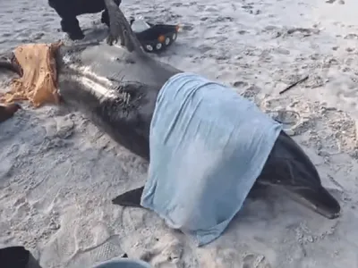 Golfinho é resgatado após encalhar em praia de Cabo Frio, no RJ