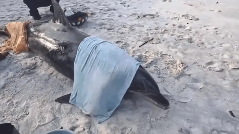 Golfinho é resgatado após encalhar em praia de Cabo Frio, no RJ