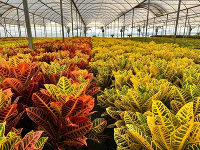 Plantas ornamentais coloridas e resistentes às mudanças climáticas ganham Holambra (SP)