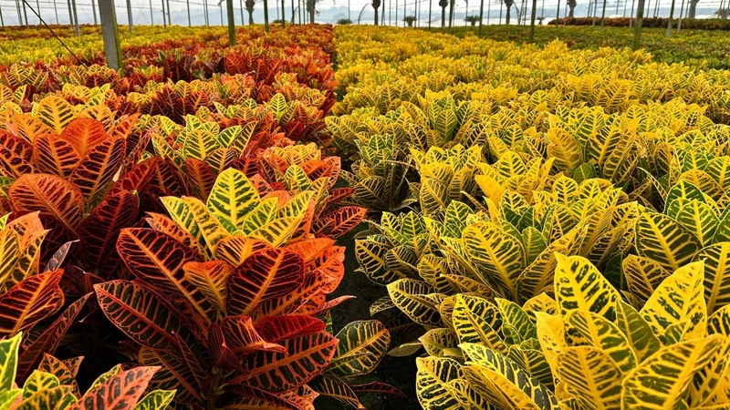 Plantas ornamentais coloridas e resistentes às mudanças climáticas ganham Holambra (SP)