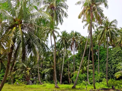 Agro Band: Nordeste lidera a produção de água de coco