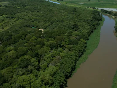 Dia da Árvore: BASF quer inspirar empresas a criar florestas corporativas