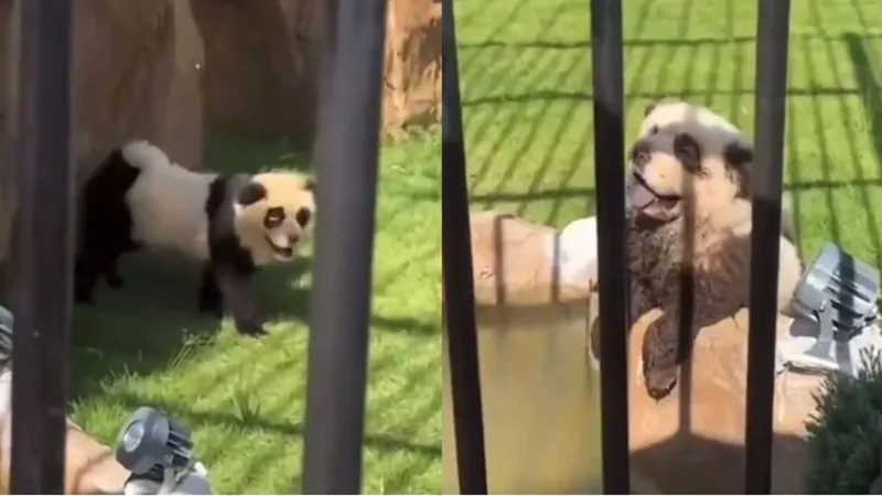 Cachorro-panda? Assunto bomba no Google e Sala Digital monitora