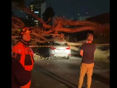 Árvore de grande porte cai na região central de São José