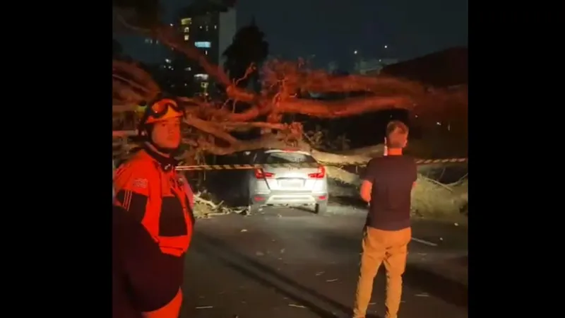 Árvore de grande porte cai na região central de São José