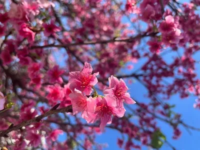 Primavera deve ser marcada pelo clima seco