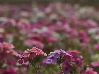 Primeira semana da primavera começa com calor em maior parte do país