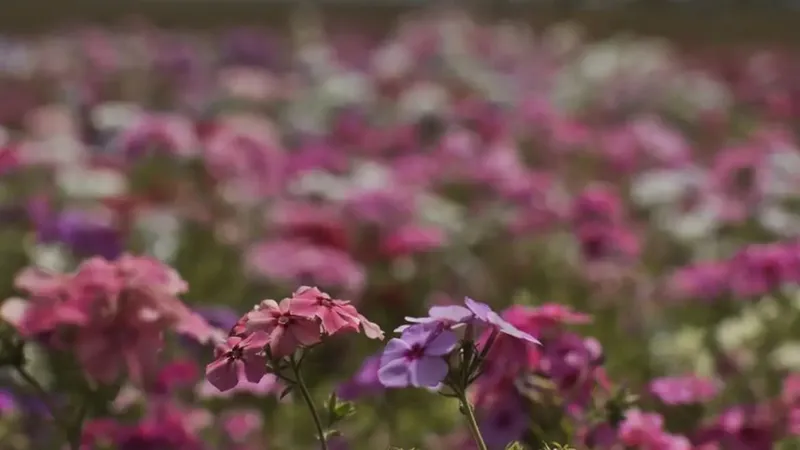 Primeira semana da primavera começa com calor em maior parte do país